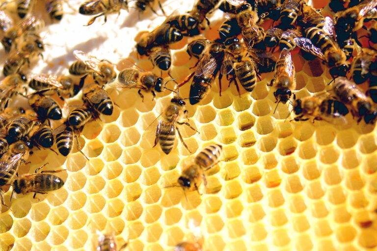 queen bee vs worker bee