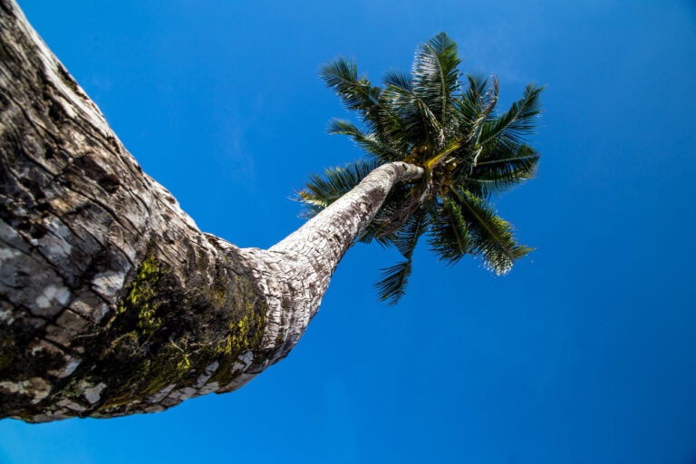 Cocora Valley Wax Palm Trees