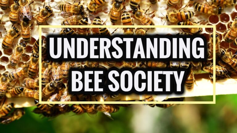 queen bee and bees