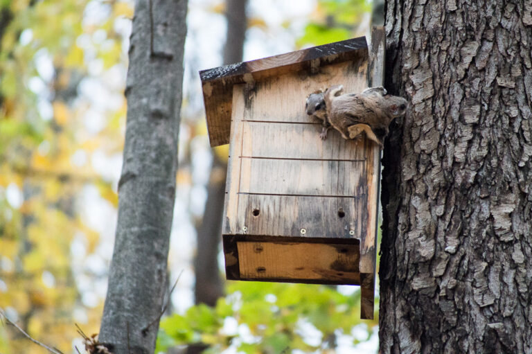 Squirrel Nesting Boxes