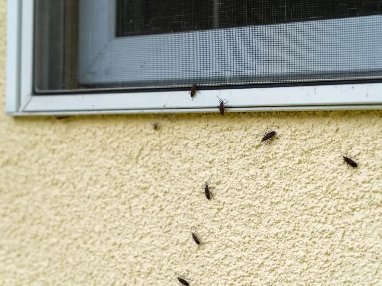 Bugs in Litter Box