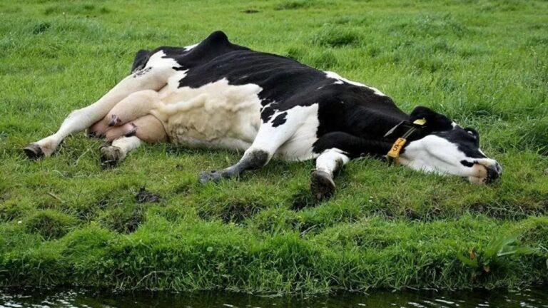 cianosis en vacas