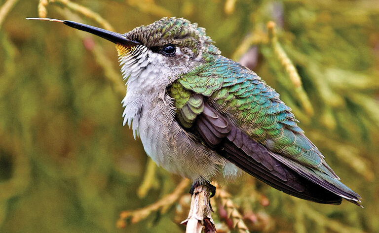 how long is a hummingbird's tongue
