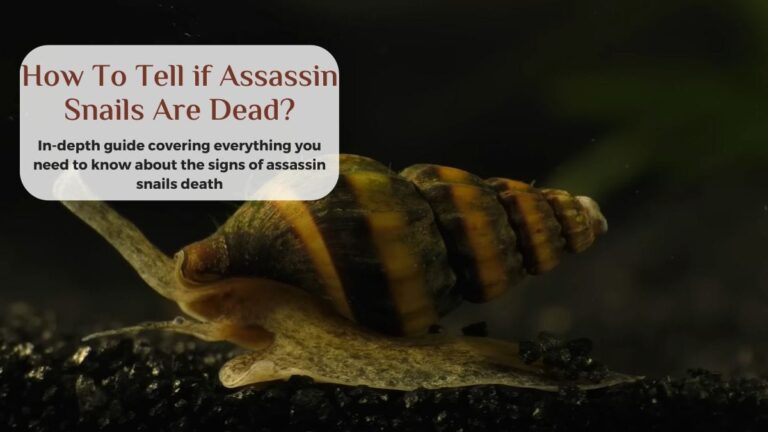 How Do You Know If Your Snail Is Dead? Signs, Causes, and What to Do how do you know if your snail is dead